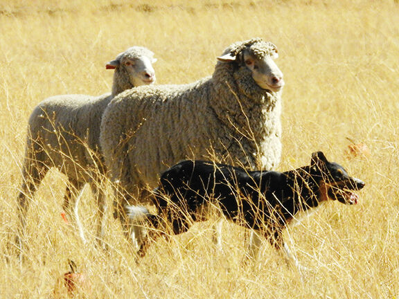 Sheepdog